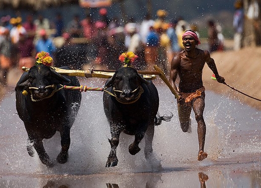 Kambala